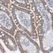 Zinc Finger CCCH-Type Containing 3 antibody, HPA023658, Atlas Antibodies, Immunohistochemistry paraffin image 