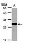 HES1 antibody, PA5-28802, Invitrogen Antibodies, Western Blot image 
