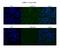 Centromere Protein N antibody, A09116, Boster Biological Technology, Immunohistochemistry frozen image 