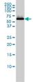 Sestrin-2 antibody, H00083667-M03, Novus Biologicals, Western Blot image 