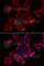 Galectin 3 Binding Protein antibody, A6929, ABclonal Technology, Immunofluorescence image 