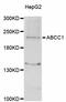 ATP Binding Cassette Subfamily C Member 1 antibody, abx125477, Abbexa, Western Blot image 