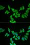 Motilin antibody, LS-C334678, Lifespan Biosciences, Immunofluorescence image 