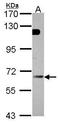 Guanylate Binding Protein 5 antibody, TA307968, Origene, Western Blot image 
