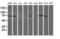Negative Regulator Of Ubiquitin Like Proteins 1 antibody, M06089, Boster Biological Technology, Western Blot image 