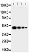 Milk Fat Globule-EGF Factor 8 Protein antibody, PA5-79664, Invitrogen Antibodies, Western Blot image 