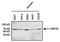 Heat shock 70 kDa protein 1A/1B antibody, MA3-007, Invitrogen Antibodies, Western Blot image 