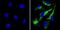 Peptidylprolyl Isomerase B antibody, PA1-027A, Invitrogen Antibodies, Immunofluorescence image 