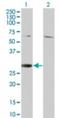 Regulator Of G Protein Signaling 18 antibody, NBP2-24417, Novus Biologicals, Western Blot image 