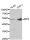 Interferon Regulatory Factor 8 antibody, AHP2485, Bio-Rad (formerly AbD Serotec) , Western Blot image 