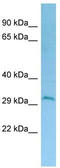 Derlin 2 antibody, TA338054, Origene, Western Blot image 