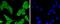 Signal Transducer And Activator Of Transcription 1 antibody, NBP2-67750, Novus Biologicals, Immunofluorescence image 