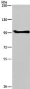 Lethal(2) giant larvae protein homolog 1 antibody, PA5-50698, Invitrogen Antibodies, Western Blot image 