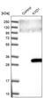 KxDL Motif Containing 1 antibody, PA5-59602, Invitrogen Antibodies, Western Blot image 