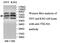 Taxilin Alpha antibody, MBS416746, MyBioSource, Western Blot image 