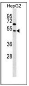 Family With Sequence Similarity 83 Member A antibody, AP51599PU-N, Origene, Western Blot image 