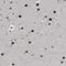 Solute Carrier Family 29 Member 2 antibody, PA5-53746, Invitrogen Antibodies, Immunohistochemistry frozen image 
