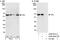 PIST antibody, A302-642A, Bethyl Labs, Immunoprecipitation image 