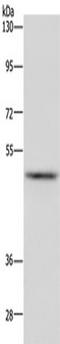 Interferon regulatory factor 4 antibody, TA351302, Origene, Western Blot image 