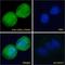 COX2 antibody, LS-C20148, Lifespan Biosciences, Immunofluorescence image 