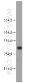 Spindlin-1 antibody, 19531-1-AP, Proteintech Group, Western Blot image 