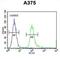 Speedy/RINGO Cell Cycle Regulator Family Member E3 antibody, abx025685, Abbexa, Western Blot image 