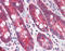 Polymeric immunoglobulin receptor antibody, TA341246, Origene, Immunohistochemistry frozen image 
