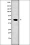 Actin-like protein 6B antibody, orb337868, Biorbyt, Western Blot image 