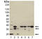 Caspase 7 antibody, ADI-AAM-127-E, Enzo Life Sciences, Western Blot image 