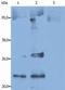 CD9 Molecule antibody, NB500-494, Novus Biologicals, Immunoprecipitation image 