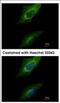 Protein Kinase Domain Containing, Cytoplasmic antibody, NBP2-19959, Novus Biologicals, Immunofluorescence image 
