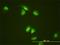 Stem-Loop Binding Protein antibody, H00007884-M01, Novus Biologicals, Immunofluorescence image 