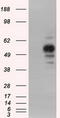 PKR2 antibody, CF501195, Origene, Western Blot image 