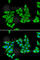 Uroporphyrinogen decarboxylase antibody, A5493, ABclonal Technology, Immunofluorescence image 