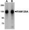 Family With Sequence Similarity 120A antibody, NBP1-77367, Novus Biologicals, Western Blot image 