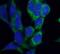 Survival motor neuron protein antibody, FNab08033, FineTest, Immunofluorescence image 