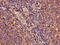 Major Histocompatibility Complex, Class I, C antibody, CSB-PA15099A0Rb, Cusabio, Immunohistochemistry frozen image 