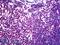 Nei Like DNA Glycosylase 3 antibody, LS-B4815, Lifespan Biosciences, Immunohistochemistry frozen image 