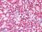 Coiled-Coil Domain Containing 50 antibody, TA305707, Origene, Immunohistochemistry frozen image 