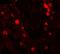 NUMB Endocytic Adaptor Protein antibody, GTX31439, GeneTex, Immunohistochemistry paraffin image 