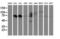 Von Willebrand Factor A Domain Containing 5A antibody, M13975-1, Boster Biological Technology, Western Blot image 