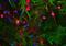 Visinin-like protein 1 antibody, NBP2-25169, Novus Biologicals, Immunocytochemistry image 