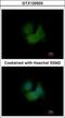 F-Box And Leucine Rich Repeat Protein 16 antibody, GTX120503, GeneTex, Immunocytochemistry image 