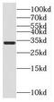 Myo-Inositol Oxygenase antibody, FNab05192, FineTest, Western Blot image 