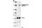 Phospholipase C Gamma 2 antibody, 3871S, Cell Signaling Technology, Western Blot image 