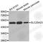 Solute Carrier Family 25 Member 23 antibody, A3489, ABclonal Technology, Western Blot image 