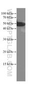 SS18L1 Subunit Of BAF Chromatin Remodeling Complex antibody, 60314-1-Ig, Proteintech Group, Western Blot image 