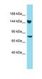 DDB1 And CUL4 Associated Factor 17 antibody, orb326966, Biorbyt, Western Blot image 