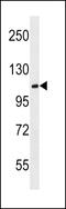 Methyl-CpG Binding Domain Protein 6 antibody, LS-C158106, Lifespan Biosciences, Western Blot image 