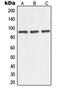NOC3 Like DNA Replication Regulator antibody, LS-C353524, Lifespan Biosciences, Western Blot image 